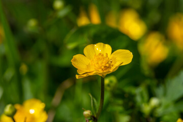 Blooming small yellow buttercup flower on a sunny day macro photography. Fresh spearwort flowering plant with yellow petals in summer close-up photo. Ranunculus flower in a green background.