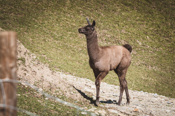 Braunes Lama © Petra Fischer