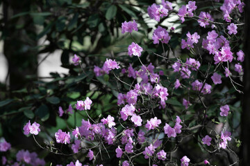 Beautiful pink flowers, on a shrub. A green shrub with pink flowers.