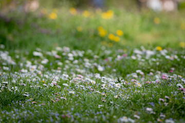 Meadow meadow, with beautiful grass and beautiful flowers. Alpine meadow with lush, green grass and beautiful flowers.