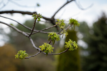 Walnut branches, with young, budding leaves. The walnut tree is turning green and getting ready to start a new life.