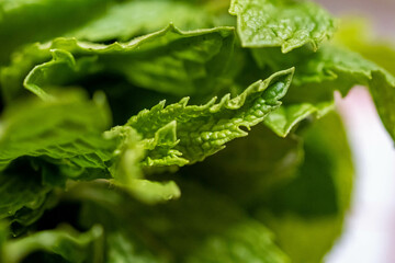 fern leaf with water drops