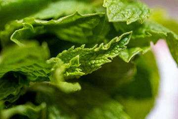 fern leaf with water drops