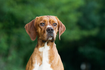 Portuguese pointer ode photo