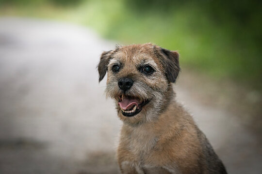 old border terrier dog photo of head