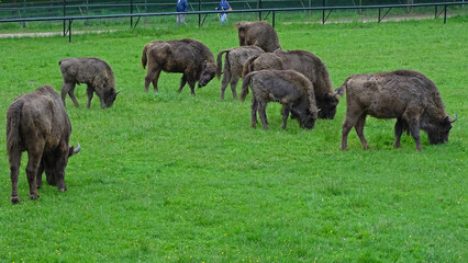 Animals in Białowieża, Poland  © Marcin