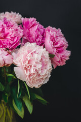 Naklejka premium Beautiful pink peonies on a dark background.