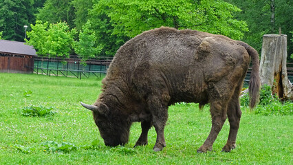 Animals in Białowieża, Poland 