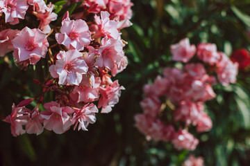Beautiful pink oleander flowers on a summer street.