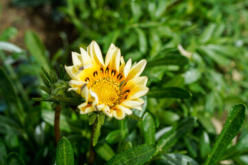 Unique yellow and orange gazania daisy blooming in an outdoor garden.