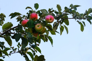 Organic apples. Fruits without chemical spraying. An orchard. Apple tree branch on a blue sky background