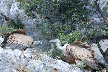 pair of griffon vultures perching on the rocks of cres island