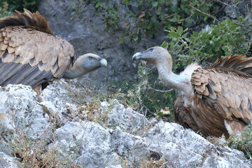 pair of griffon vultures perching on the rocks of cres island