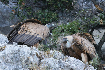 pair of griffon vultures perching on the rocks of cres island