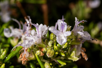 flor de romero con gotas de rocio de la mañana 