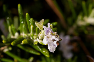 flor de romero con gotas de rocio de la mañana 