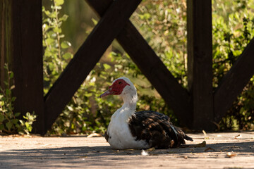  pato criollo  en el parque (Cairina moschata)  