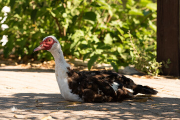  pato criollo  en el parque (Cairina moschata)  