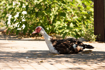  pato criollo  en el parque (Cairina moschata)  