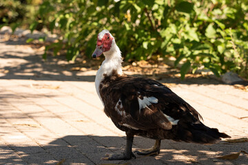  pato criollo  en el parque (Cairina moschata)  