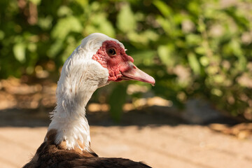 pato criollo macho retrato de cabeza  (Cairina moschata)  