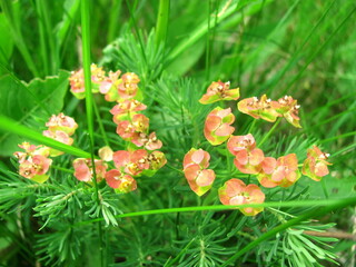 Beautiful wild flowers
