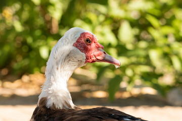 pato criollo macho retrato de cabeza  (Cairina moschata)  