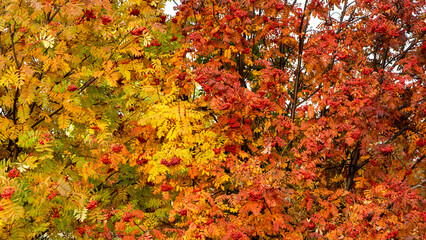 Ripe bunches of rowanberry or mountain ash on tree branches of rowan with red and yellow leaves in...