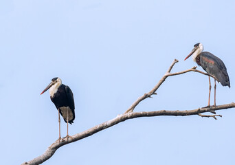 A Pair of Wool neck Stork on a tree