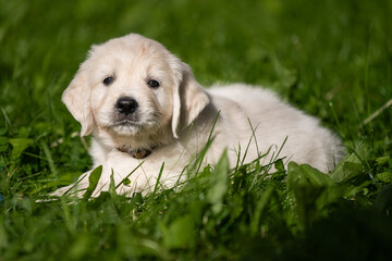 Beautiful white golden retriever puppy outside on the grass.