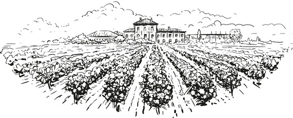 Rows of vineyard grape plants and winery farmhouse on the background in graphic style landscape engraving. - 516635650