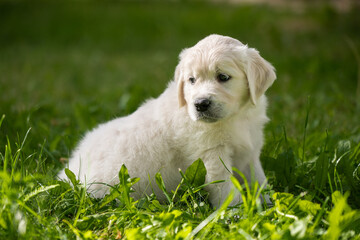 Beautiful white golden retriever puppy outside on the grass.