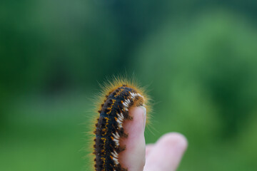 Caterpillar on the palm of a person, a hairy insect, a large black, brown, orange caterpillar crawls on the fingers on the hand on a green background of leaves in summer