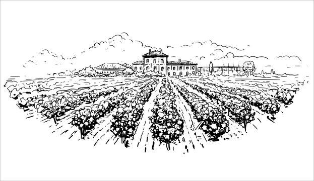 Rows of vineyard grape plants and winery farmhouse on the background in graphic style landscape engraving.