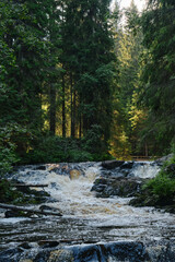 National Park Valley of Waterfalls in Karelia, green mixed forest and ferns along river bank. A popular place among tourists. The concept of travel in Russia.