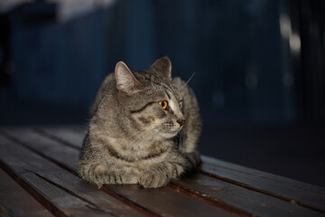 A Siberian cat sits on a wooden bench in the city at night
