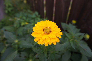 Słoneczniczek szorstki