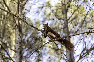 Feeding a squirrel