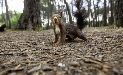 Squirrel standing in the forest
