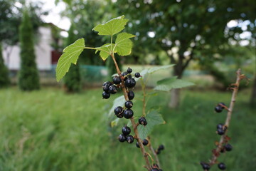 Porzeczka czarna (Ribes nigrum) – owoc z rodziny agrestowatych podchodzący z Europy i Azji. - obrazy, fototapety, plakaty