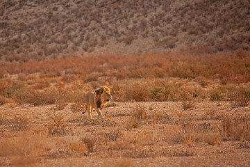 Kalahari Lion 5115
