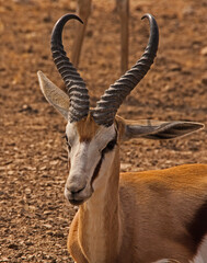 Springbok (Antidorcas marsupialis)  5001