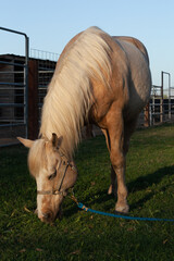Ranching Cowboys & Horses
