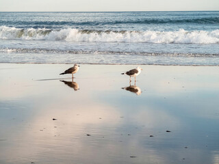 Two seagulls walking on the beach with the waves arriving 