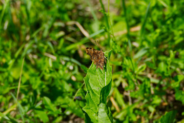 Comma butterfly (Polygonia c-album) with closed wings sitting on a green leaf in Zurich, Switzerland