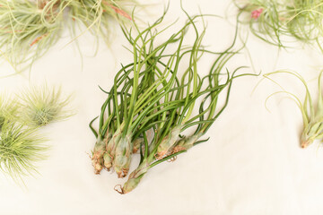 Green tillandsia air plants on a white background