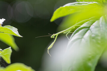 Baby praying mantis peeks out from under a basil leaf - obrazy, fototapety, plakaty