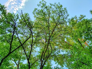 Sunlit Summer Afternoon Green Leaves and Cloudy Sky