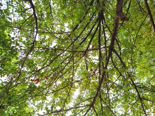 Summer Evening Downward Branches