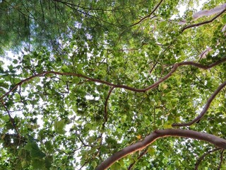 Mixed Summer Evening Foliage Canopy